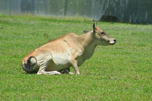 Berbagai Penyakit Sapi Potong , Lengkap Dengan Pencegahannya